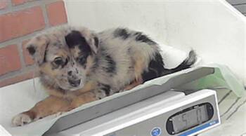 Australian Cattle Dog Blue Heeler Dogs Available for Adoption in Houston, Texas - SOFIA | PetCurious