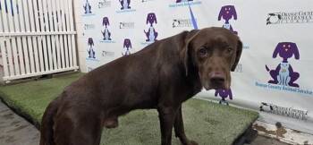 COCO -  Labrador Retriever Dog for Adoption in Orlando, Florida - COCO | PetCurious