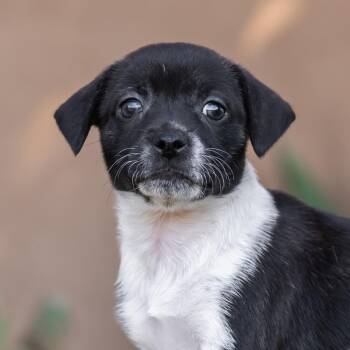 Rescue Wirehaired Terrier and Jack Russell Terrier Dogs for Adoption in San Diego, California - Etsy Pup - Homey | PetCurious