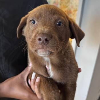 Patrick Broomfield -  Labrador Retriever and Mixed Breed Dog for Adoption in Clarksdale, Mississippi - Patrick Broomfield | PetCurious