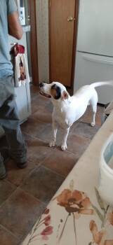 Rescue Mixed Breed Dogs for Adoption in Sequatchie, Tennessee - Spots | PetCurious