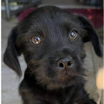 Toto -  Maltese and Poodle Dog for Adoption in Larkfield-wikiup, California - Toto | PetCurious
