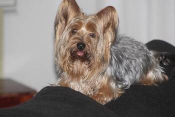 Yorkshire Terrier Dogs Available for Adoption in Alafaya, Florida - Bexley | PetCurious