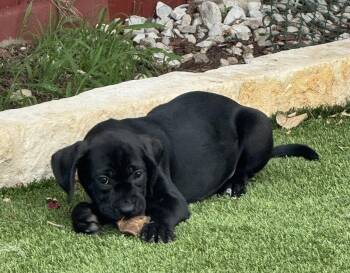 Cane Corso Dogs Available for Adoption in San Antonio, Texas - Midnight | PetCurious