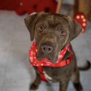 Lucky -  Chocolate Labrador Retriever and Mixed Breed Dog for Adoption in Aberdeen, North Carolina - Lucky | PetCurious