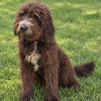 Sunny -  Poodle and Mixed Breed Dog for Adoption in Boaz, Alabama - Sunny | PetCurious