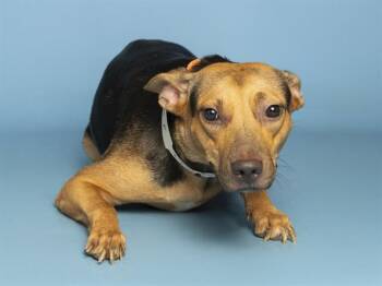 CREAM -  Pit Bull Terrier Dog for Adoption in Phoenix, Arizona - CREAM | PetCurious