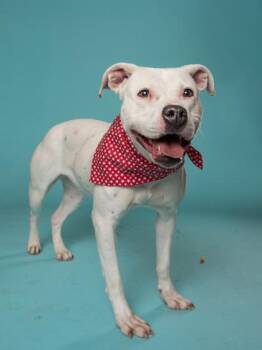 Birdy -  Mixed Breed Dog for Adoption in Atlanta, Georgia - Birdy | PetCurious