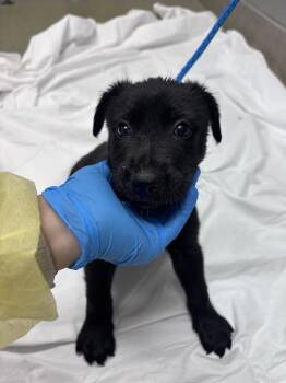 Labrador Retriever and Belgian Shepherd Malinois Dogs Available for Adoption in Las Vegas, Nevada - LUKE SKYWALKER | PetCurious