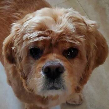 Breeze -  Cocker Spaniel Dog for Adoption in Calgary, Alberta - Breeze | PetCurious