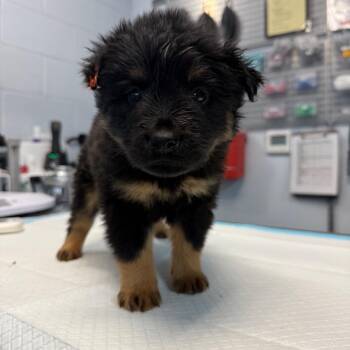 Shepherd Dogs Available for Adoption - Sundance | PetCurious