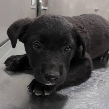 Cattle Dog and Shepherd Dogs Available for Adoption in Washburn, Missouri - Earth | PetCurious