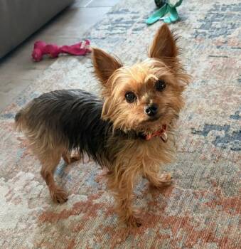 D.C. Bowser -  Yorkshire Terrier Dog for Adoption in Bradenton, Florida - D.C. Bowser | PetCurious