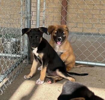 Blossom -  Labrador Retriever Dog for Adoption in Cleburne, Texas - Blossom | PetCurious