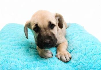 ALLIE -  Labrador Retriever and Mixed Breed Dog for Adoption in Fort Lauderdale, Florida - ALLIE | PetCurious