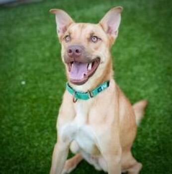 American Staffordshire Terrier and Husky Dogs Available for Adoption - Butch | PetCurious