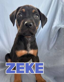 Zeke -  Pit Bull Terrier Dog for Adoption in Shalimar, Florida - Zeke | PetCurious