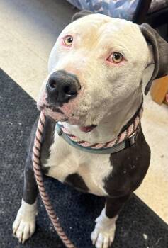 Petey -  Pit Bull Terrier Dog for Adoption in Rock Springs, Wyoming - Petey | PetCurious
