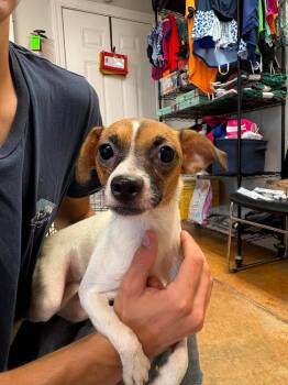 Marshmallow -  Chihuahua and Pug Dog for Adoption in Bolivar, Missouri - Marshmallow | PetCurious