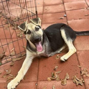 German Shepherd Dog Dogs Available for Adoption in Shelby, North Carolina - Pi | PetCurious