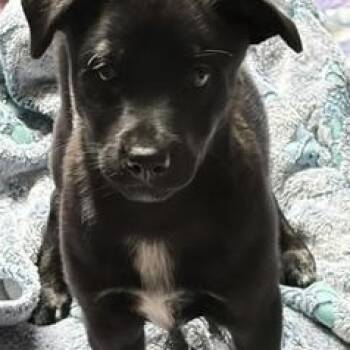 Chihuahua Dogs Available for Adoption in Stuarts Draft, Virginia - Mary Ellen | PetCurious