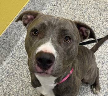 Tootsie -  Pit Bull Terrier Dog for Adoption in Golden, Colorado - Tootsie | PetCurious