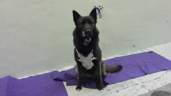 Siberian Husky and German Shepherd Dog Dogs Available for Adoption - CUPCAKE | PetCurious