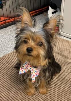 Taffy (In Foster Home) -  Yorkshire Terrier Dog for Adoption in Orland Hills, Illinois - Taffy (In Foster Home) | PetCurious