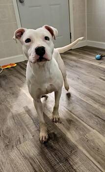 Rescue Pit Bull Terrier and Mixed Breed Dogs for Adoption in Hoopeston, Illinois - Pippy | PetCurious