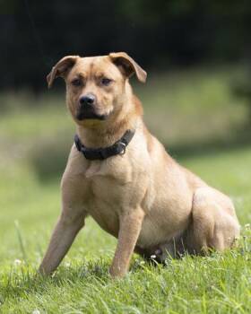 Memphis -  Mixed Breed Dog for Adoption in Bedford, Indiana - Memphis | PetCurious