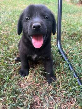 Princeston -  Newfoundland Dog and Golden Retriever Dog for Adoption in Morton Grove, Illinois - Princeston | PetCurious