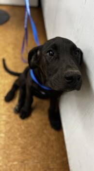 Rescue Retriever and Mixed Breed Dogs for Adoption in Madera, California - Kamila | PetCurious