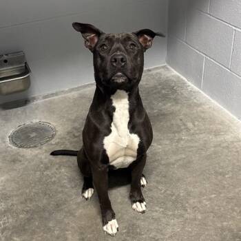 Luna -  Pit Bull Terrier Dog for Adoption in Mcpherson, Kansas - Luna | PetCurious