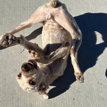 Lazy Susan -  Poodle and Mixed Breed Dog for Adoption in Matteson, Illinois - Lazy Susan | PetCurious