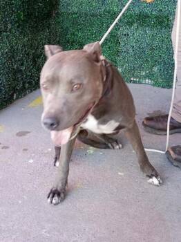 61724471 -  American Staffordshire Terrier and Mixed Breed Dog for Adoption in El Paso, Texas - 61724471 | PetCurious
