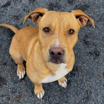 Rescue Terrier Dogs for Adoption in Quakertown, Pennsylvania - Char | PetCurious