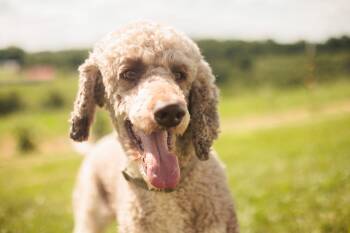 Max- Transport -  Poodle Dog for Adoption in Gradyville, Kentucky - Max- Transport | PetCurious
