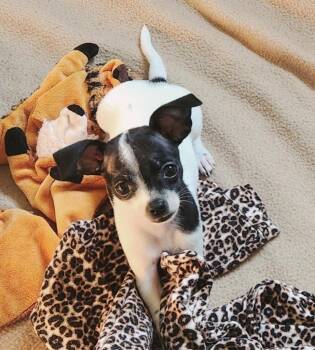 Tiffany Haddish -  Chihuahua Dog for Adoption in Fall River, Massachusetts - Tiffany Haddish | PetCurious