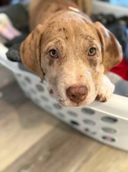 Catahoula Leopard Dog Dogs Available for Adoption - Barley | PetCurious