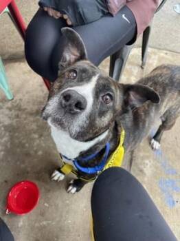 Amelia -  Mixed Breed Dog for Adoption in Atlanta, Georgia - Amelia | PetCurious