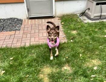 Gretel -  Australian Kelpie Dog for Adoption in Brunswick, Maine - Gretel | PetCurious