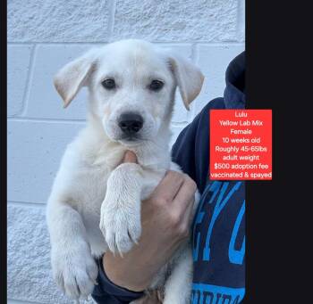 Lulu -  Yellow Labrador Retriever Dog for Adoption in Oviedo, Florida - Lulu | PetCurious