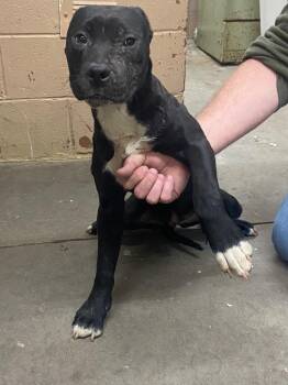 Pit Bull Terrier Dogs Available for Adoption in Swainsboro, Georgia - Maya | PetCurious