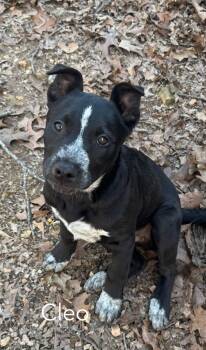 Australian Cattle Dog Blue Heeler Dogs Available for Adoption - Cleo | PetCurious