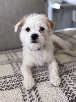 Rescue Jack Russell Terrier and Maltipoo Dogs for Adoption in Tustin, California - Tucker - Available For Adoption | PetCurious