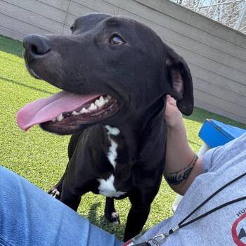 Mixed Breed Dogs Available for Adoption in Chattanooga, Tennessee - Ellie | PetCurious