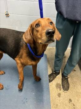 Black And Tan Coonhound Dogs Available for Adoption in Woodland, California - MIYA | PetCurious