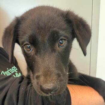 Barkbecue -  Mixed Breed Dog for Adoption in Sand Springs, Oklahoma - Barkbecue | PetCurious