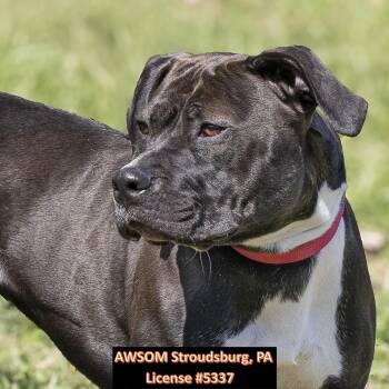 Pit Bull Terrier Dogs Available for Adoption - Jubilee | PetCurious