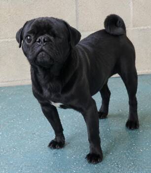 Uno -  Pug and Mixed Breed Dog for Adoption in Kemp, Texas - Uno | PetCurious
